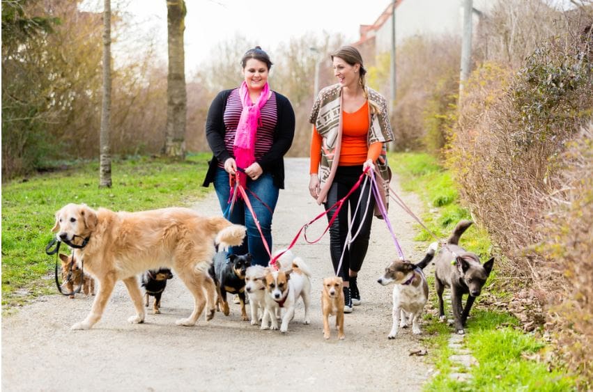 Women walking dogs