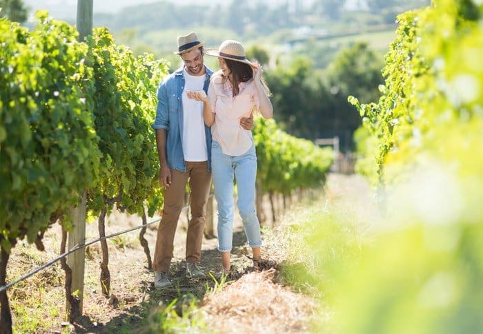 Visitors standing in an orchard farm