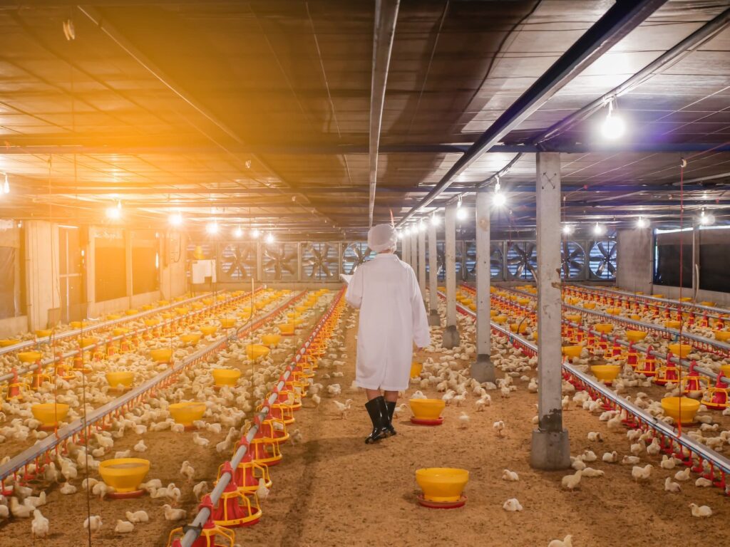 Woman in poultry farm