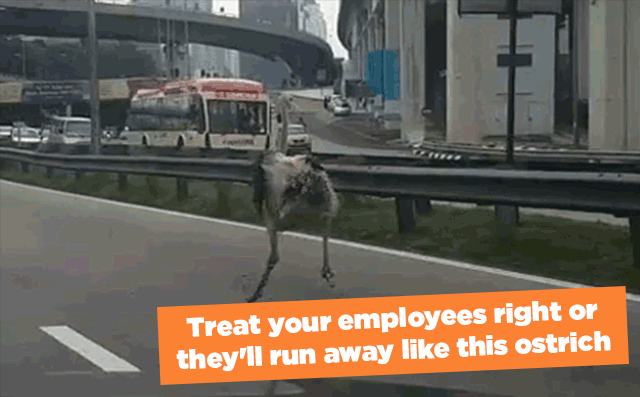 Ostrich-on-highway-running-away