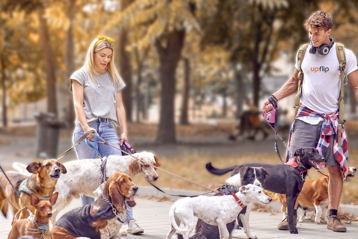 Couple walking dogs in the park