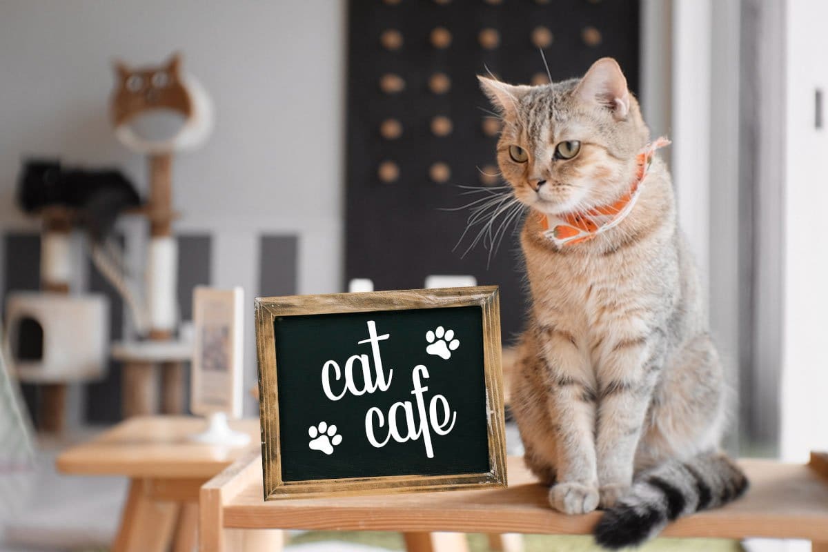 Mature cat cafe cat wearing a scarf and sitting on a bookshelf next to a sign that reads "Cat Cafe"