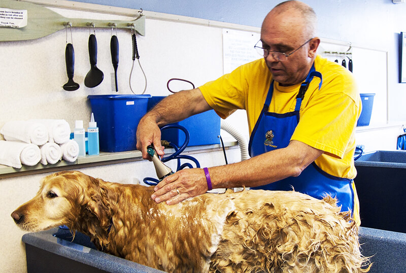 Pet grooming job