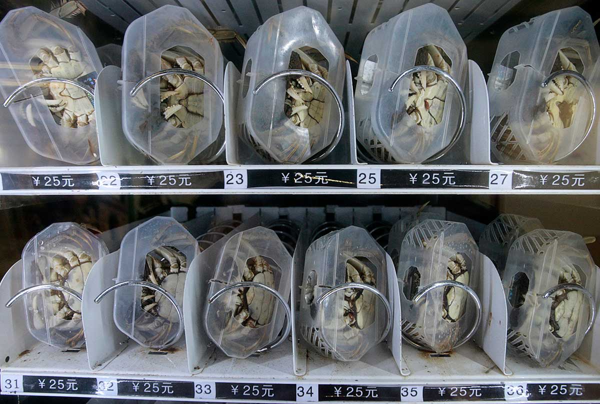 59 Types of Vending Machines (for Your Vending Business) 19 Live crab displayed in the vending machine