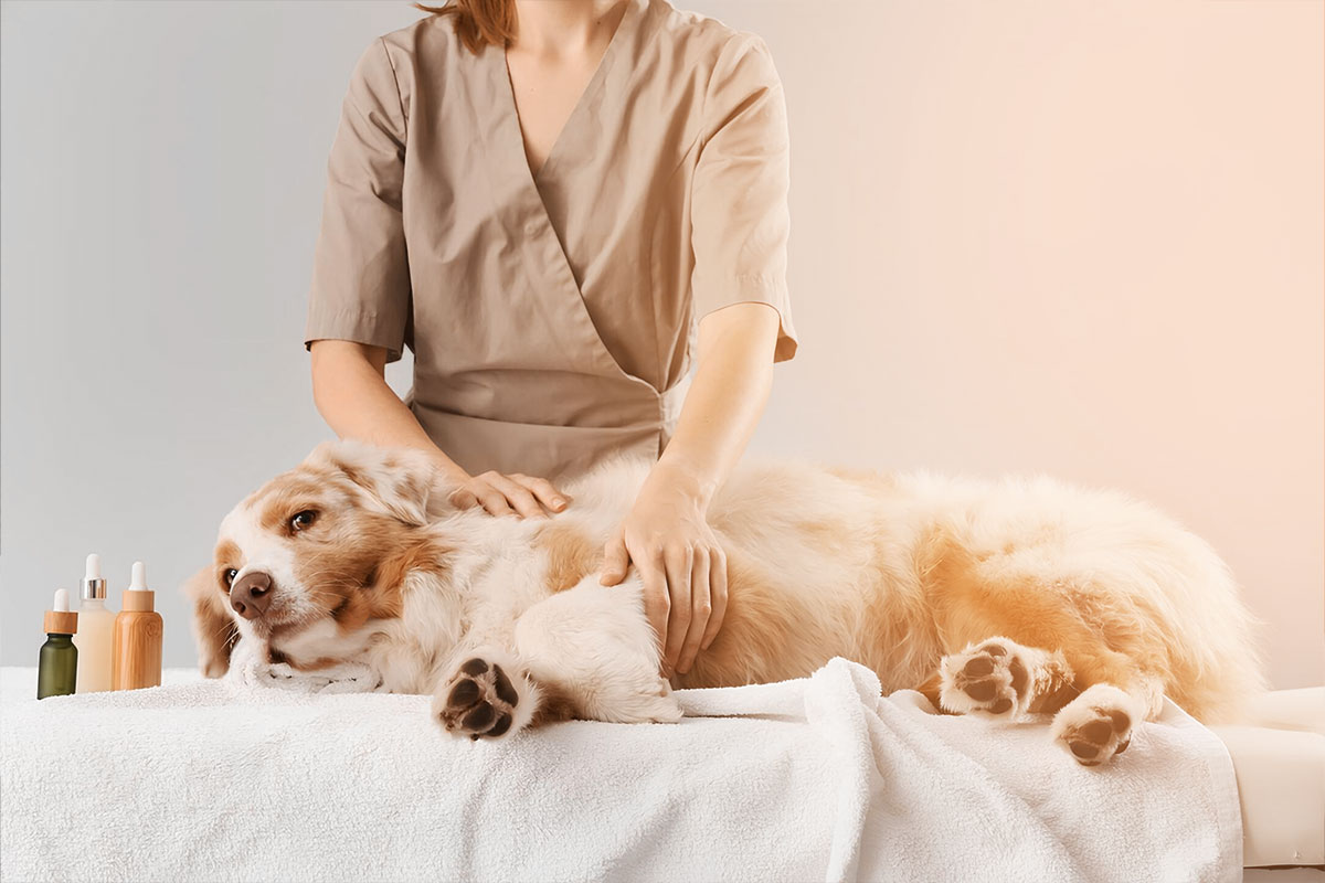 27 Profitable Pet Business Ideas for You to Start in 2025 7 A brown and white dog lying on a table while getting a massage