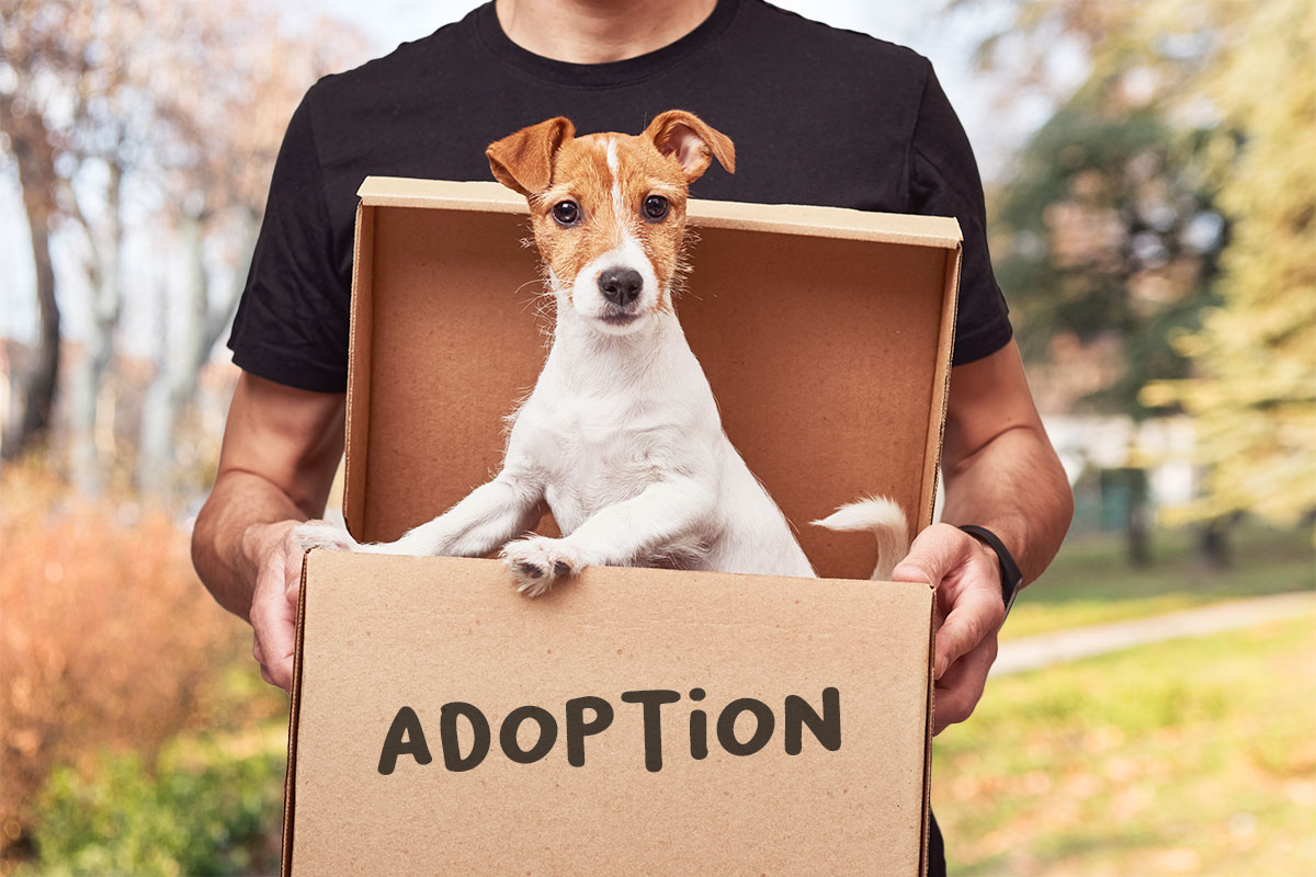 27 Profitable Pet Business Ideas for You to Start in 2025 14 A man holding a cardboard box labeled "adoption" with a dog popping out of the open box